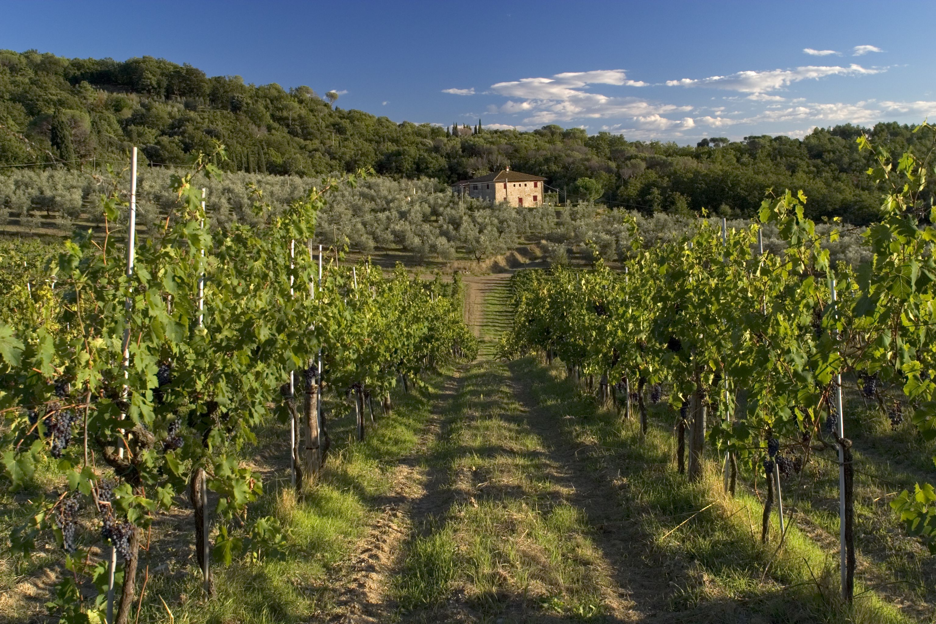 Promozione all&#39;estero e interventi sui vigneti: 6 milioni in più...